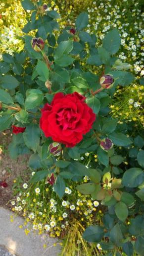 DSC_0039.JPG
